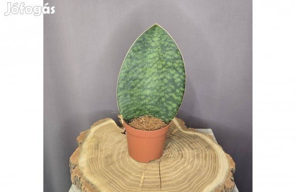Sansevieria Masoniana Victoria