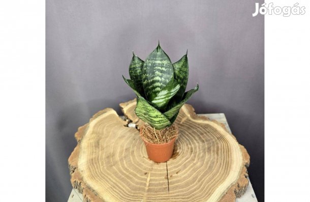 Sansevieria hahnii Tiger Star