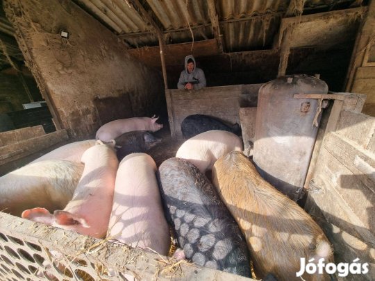 Sárbogárdon hízó eladó