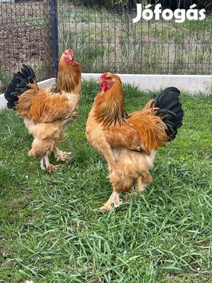 Sárga Columbian Brahma kakasok 