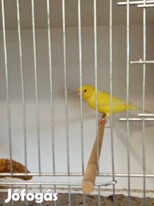 Sárga Kanári Madarak Eladók