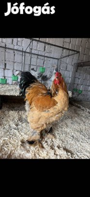 Sárga columbian brahma csalad