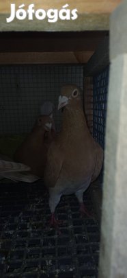 Sárga csapos posta galambok