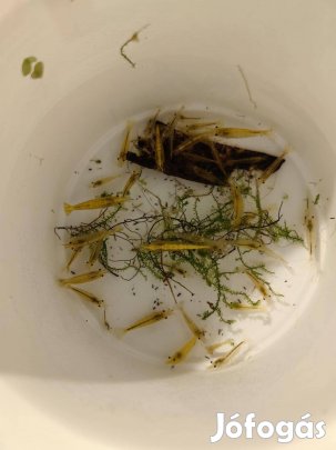 Sárga csapvizes garnéla