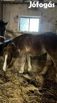 Sárga csődör csikó eladó