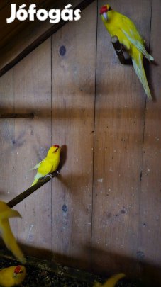 Sárga kecskepapagájok