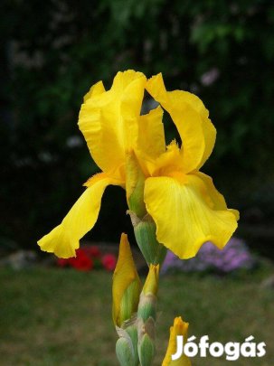 Sárga kerti irisz