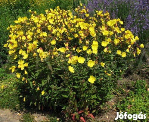 Sárga ligetszépe Oenothera fruticosa évelő