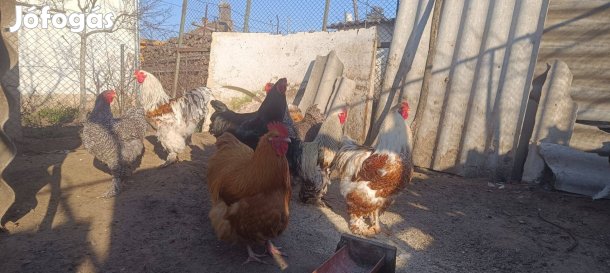 Sárga orpington kakas