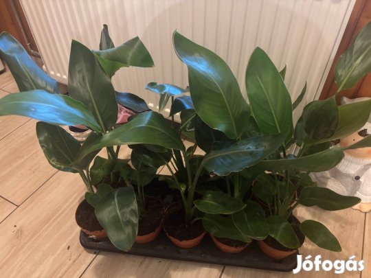 Sárga papagájvirág (Strelitzia reginae)