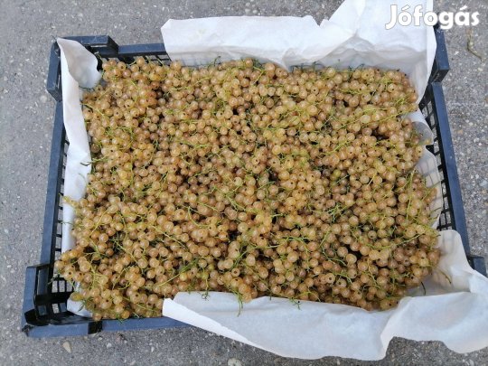 Sárga ribizl csemete tövek