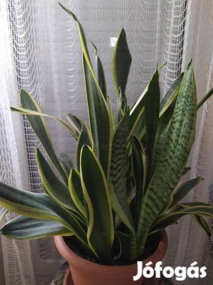 Sárga szélű anyósnyelv /Sansevieria trifasciata / eladó!