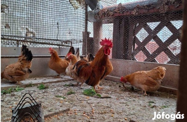 Sárga törpe chabo tenyésztojás eladó