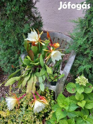 Sárga virágú levélkaktusz több méretbe