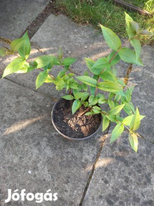 Sárga virágú mézelő lonc dísz kerti évelő bokor