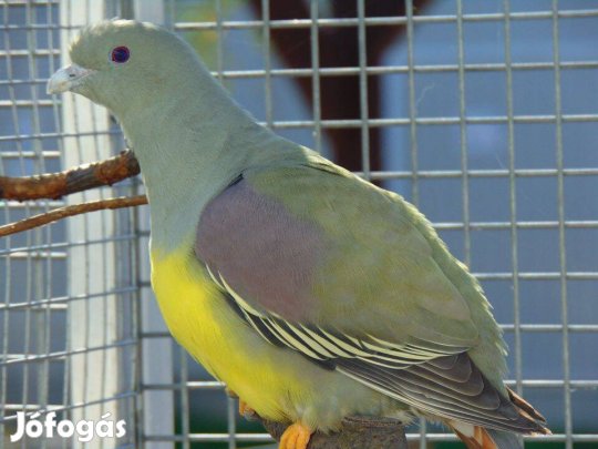 Sárgahasú gyümölcs galamb, papagájgalamb eladó