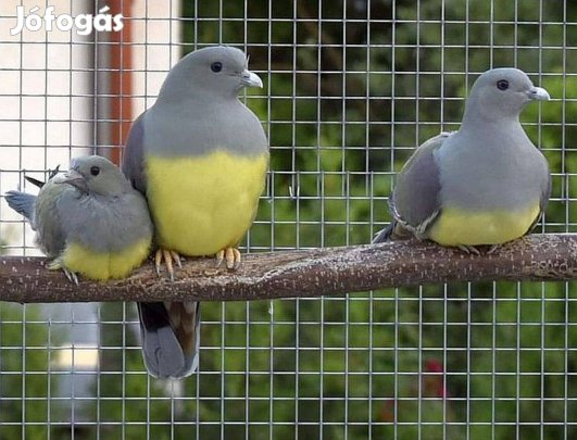 Sárgahasú gyümölcs galamb, papagájgalamb eladó