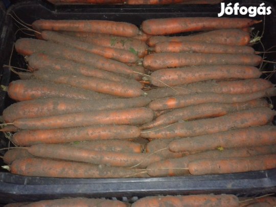 Sárgarépa eladó