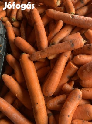 Sárgarépa kapható!