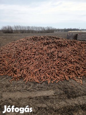 Sárgarépa takarmány