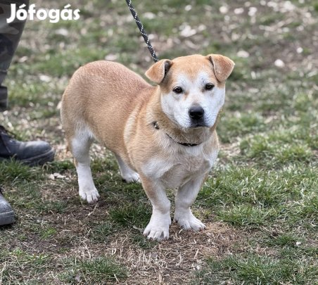 Sárika gazdikereső, ingyen elvihető