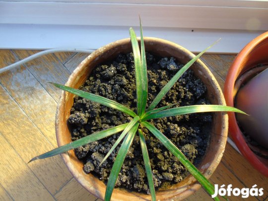 Sárkányfa Dracena csemete