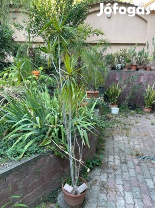 Sárkányfa, yucca Pálma,anyósnyelv eladó