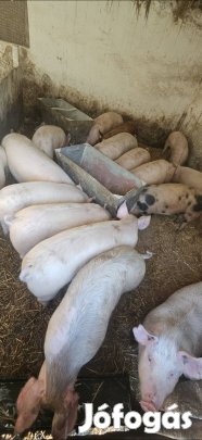 Sárkeresztúron hízó sertés eladó!