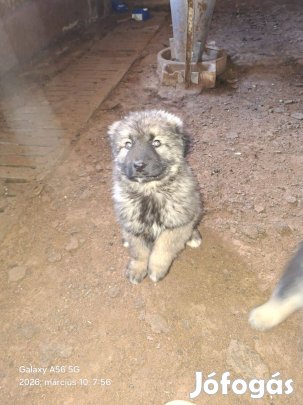 Sarplaninac fajtatiszta jellegű kölyök kutyák elvihetők