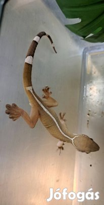 Sávos Gekkó (Gekko Vittatus)