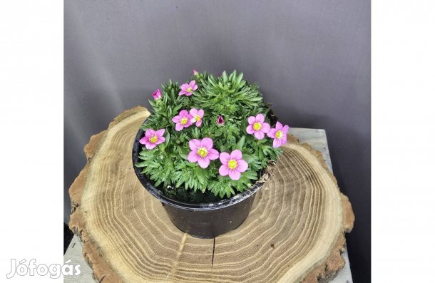 Saxifraga Kőtörőfű rózsaszín