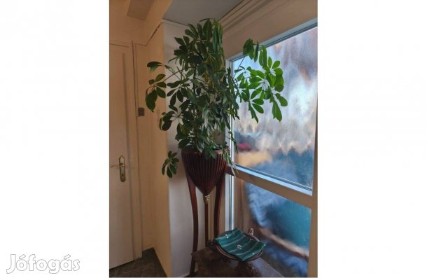 Scheflera szobanövény