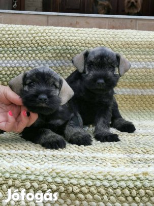 Schnauzer kiskutyák