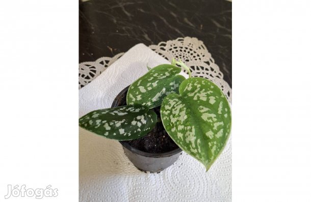 Scindapsus pictus, Ezüstös futóka