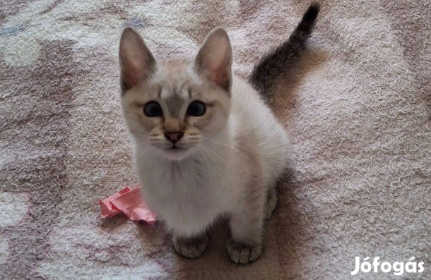 Seal tabby Kandúr /Sziámi / Thai Cicus