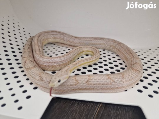 Sebő 120cm hím gabonasikló