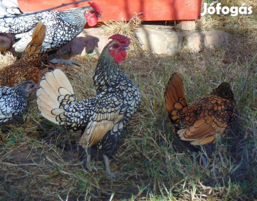 Sebright díszbaromfi kakas eladó
