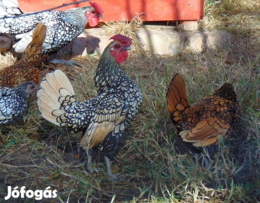 Sebright díszbaromfi kakas eladó