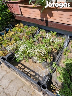 Sedum album, fehér varjúháj sziklakerti örökzöld évelő konténerben