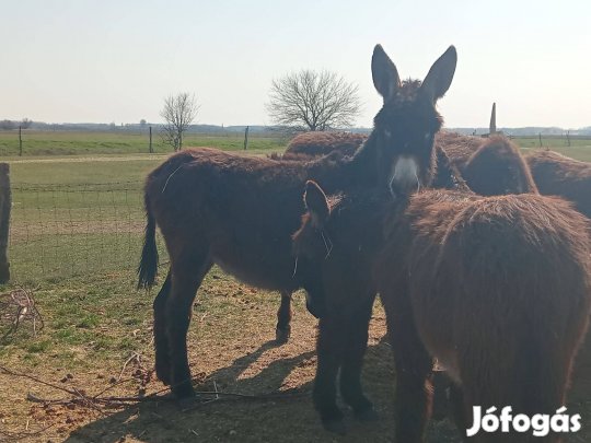 Selejt 2 éves csődör szamár