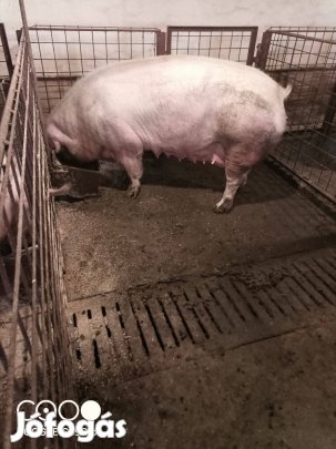 Selejt Kocák Eladók