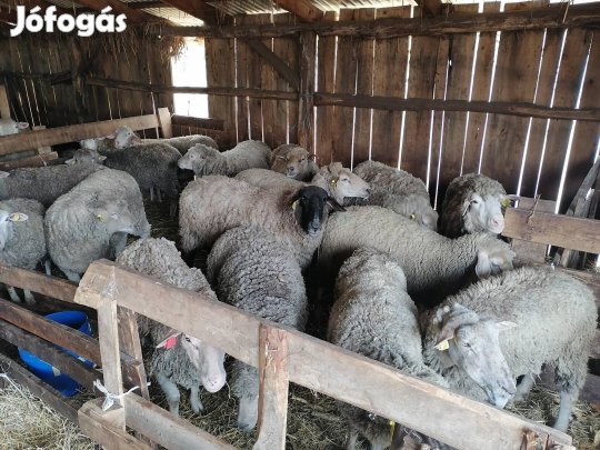 Selejt juh, vágó juh eladó!