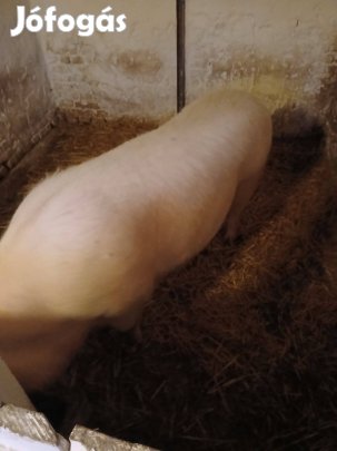 Selejt koca eladó