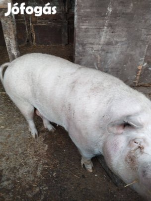 Selejt koca eladó!
