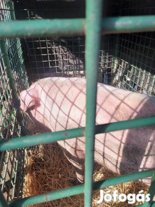 Selejt koca hetényegyháza 