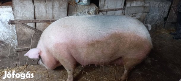 Selejt koca költözne!