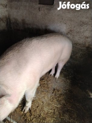 Selejt koca költözne. 