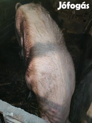 Selejt kocák 300-400kg között