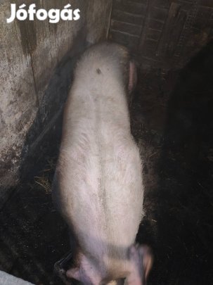 Selejt kocák 300-400kg között eladók