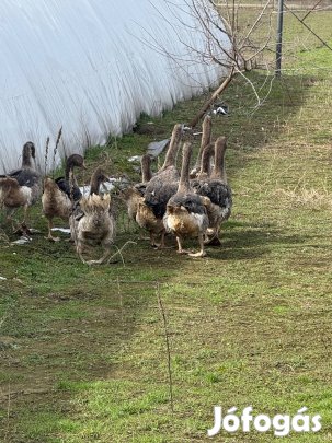 Selejt szürke lúd 10 db